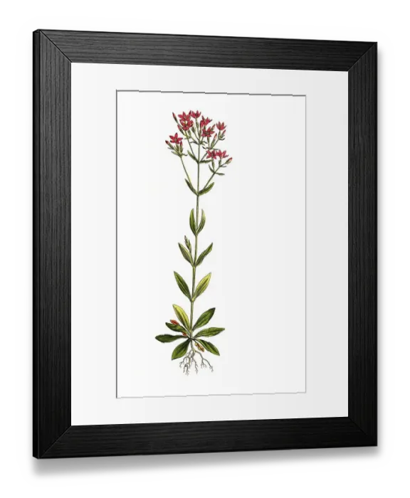Framed Print : Genuine Centaury, Centaurium erythraea Framed Print : Genuine Centaury, Centaurium erythraea