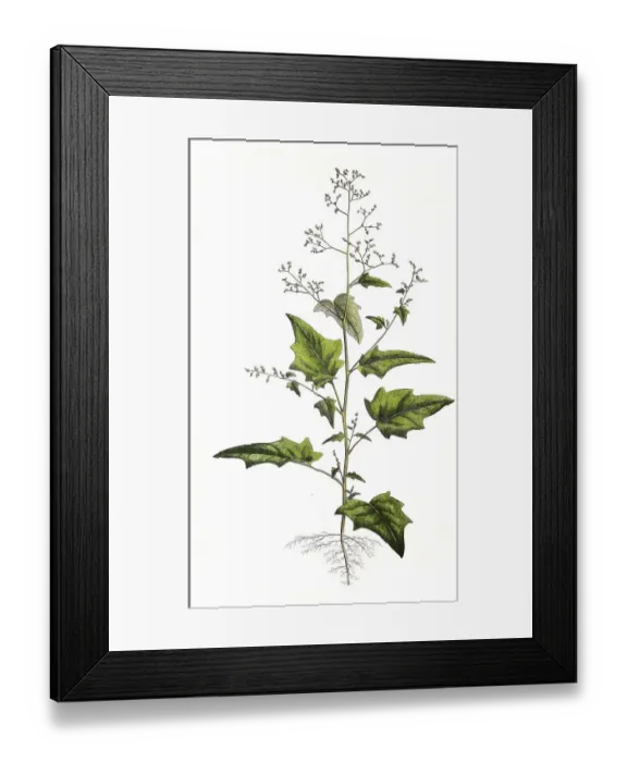 Framed Print : Bastard goosefoot (Chenopodiastrum hybridum) Framed Print : Bastard goosefoot (Chenopodiastrum hybridum)