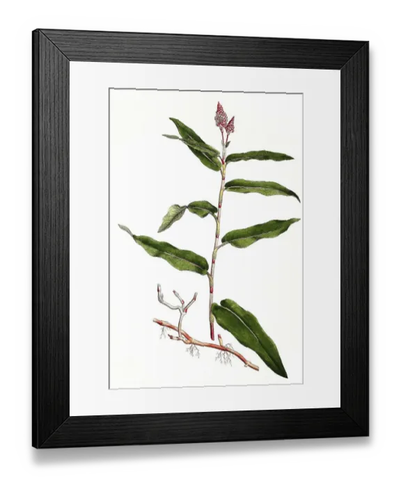 Framed Print : Wasser-Knoeterich (Persicaria amphibia)