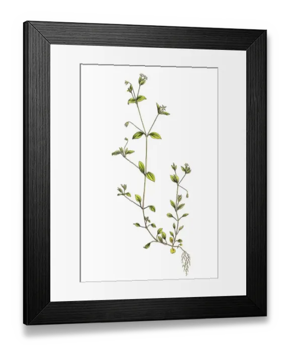 Framed Print : Arenaria trinervia, three-veined navelwort