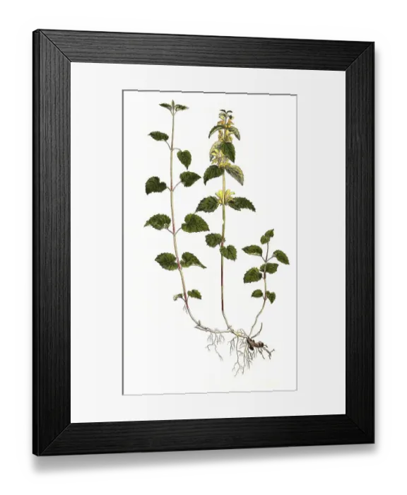 Framed Print : Gewoehnliche Goldnessel galeobdolon, Syn
