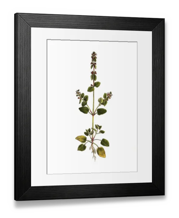 Framed Print : Field grackle, Stachys arvensis