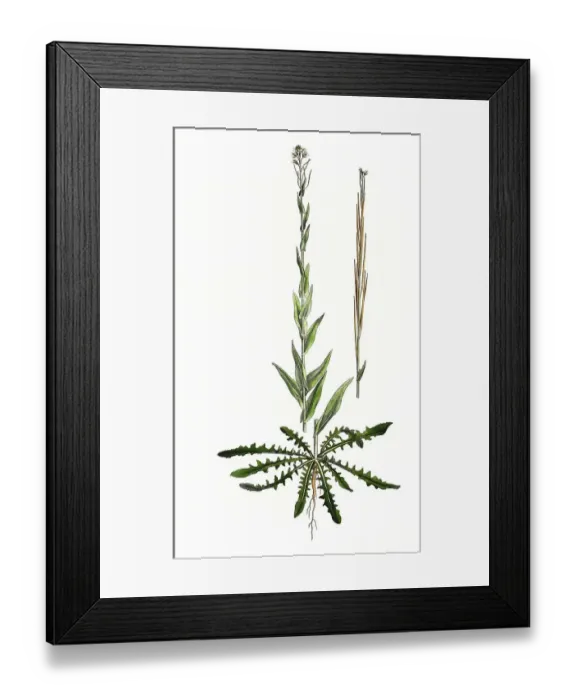 Framed Print : Turmkraut, auch Turmkresse oder Kahle Gaensekresse (Turritis glabra) (Arabis) glabra