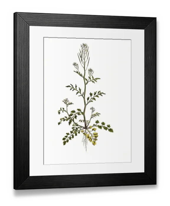 Framed Print : Hairy bitter-cress (Cardamine) hirsuta