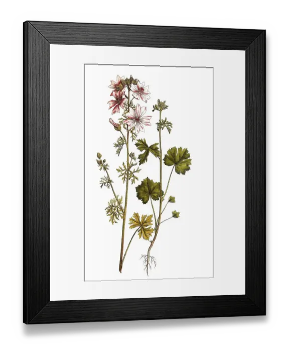 Framed Print : Musk-mallow (Malva moschata), digitally restored reproduction of an original from the 19th century Framed Print : Musk-mallow (Malva moschata), digitally restored reproduction of an original from the 19th century