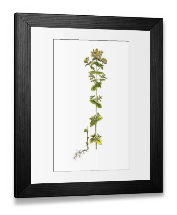 Framed Print : Spotted st john's wort (Hypericum) maculatum