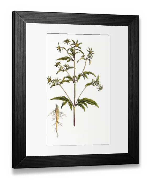 Framed Print : Three-part bicuspid, Bidens tripartita