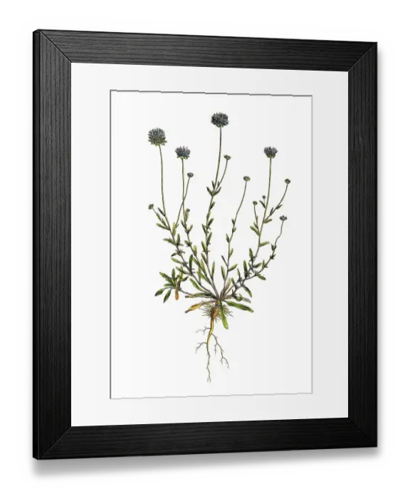 Framed Print : Berg-sheep's bit scabious (Jasione montana)