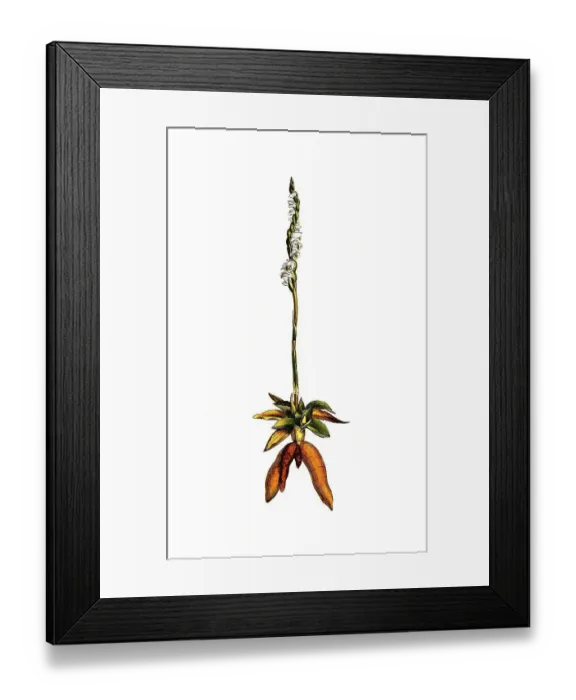 Framed Print : Herbst-Drehwurz, also Drehaehre