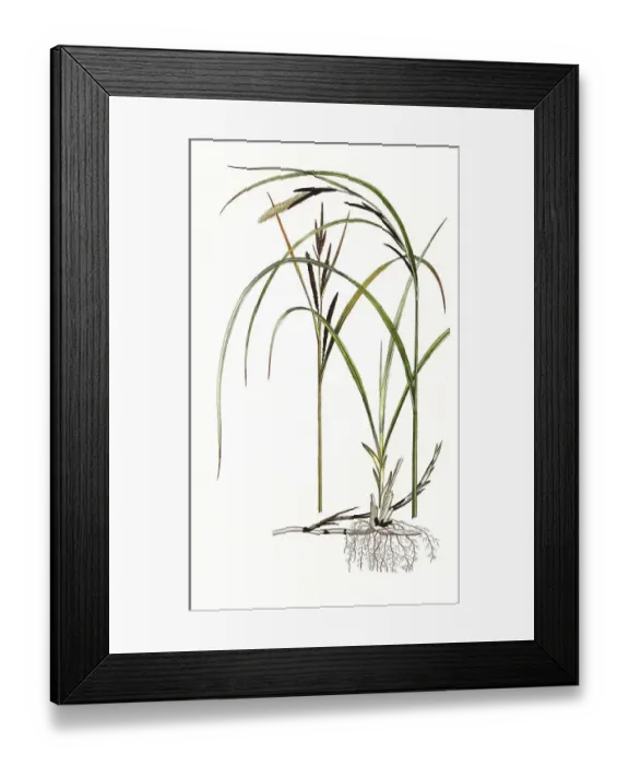 Framed Print : Prickly sedge (Carex mucronata)