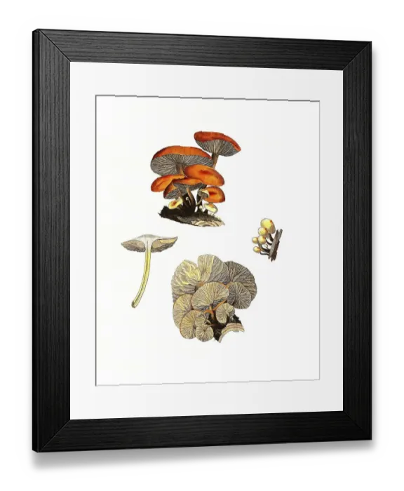 Framed Print : Gemeine Samtfussruebling, Syn. : Collybia velutipes Framed Print : Gemeine Samtfussruebling, Syn. : Collybia velutipes