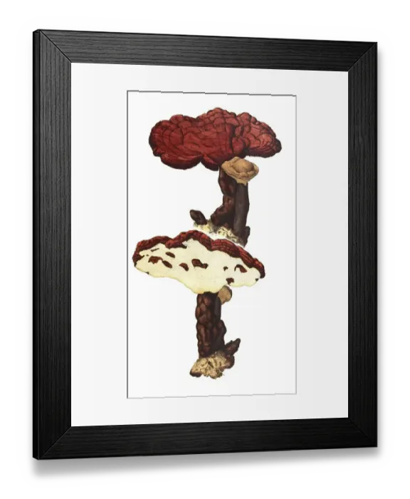 Framed Print : Netzstielige Hexen-Roehrling (Suillellus luridus) Framed Print : Netzstielige Hexen-Roehrling (Suillellus luridus)