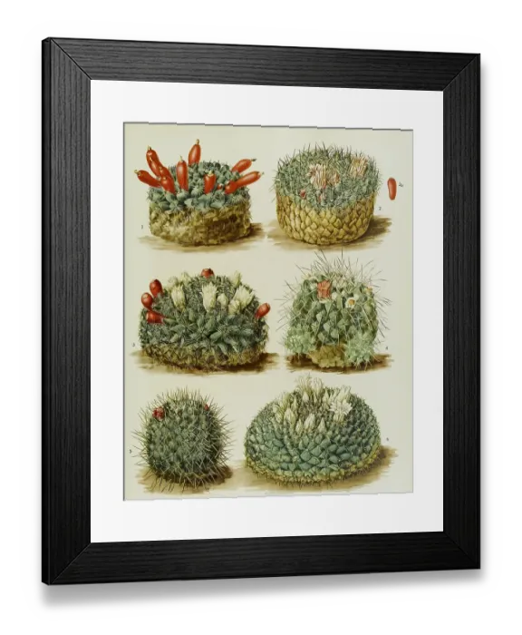 Framed Print : Cacti and succulents, 1. Neomammillaria gaumeri