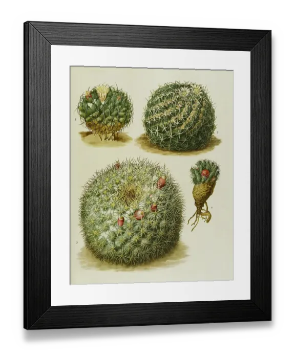 Framed Print : Cacti and succulents, 1. Neomammillaria magnimamma