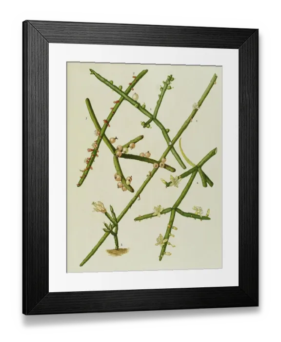 Framed Print : Cacti and succulents, 1. rhipsalis (Erythrorhipsalis) grandiflora