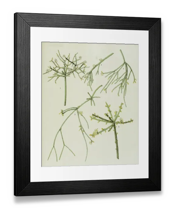 Framed Print : Cacti and succulents, 1. Rhipsalis cribrata