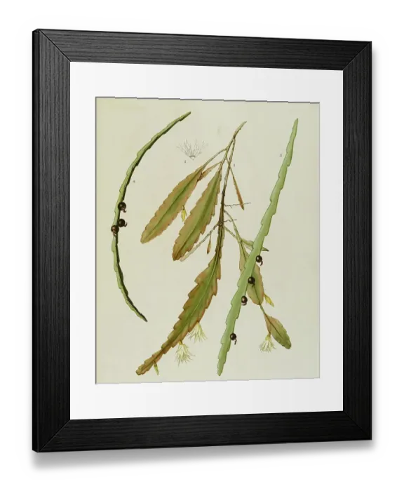 Framed Print : Cacti and succulents, 1. Rhipsalis houlletiana