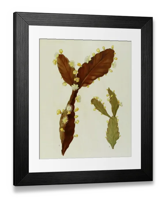 Framed Print : Cacti and succulents, 1. Rhipsalis pachyptera