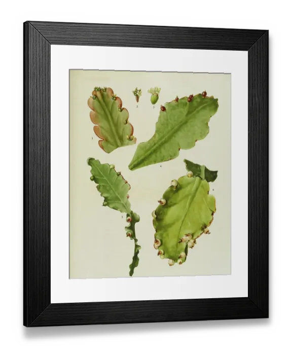 Framed Print : Cacti and succulents, 1. Rhipsalis russellii Framed Print : Cacti and succulents, 1. Rhipsalis russellii