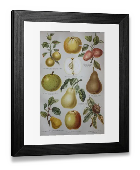 Framed Print : Historical pictures of various Maloideae: apple Framed Print : Historical pictures of various Maloideae: apple