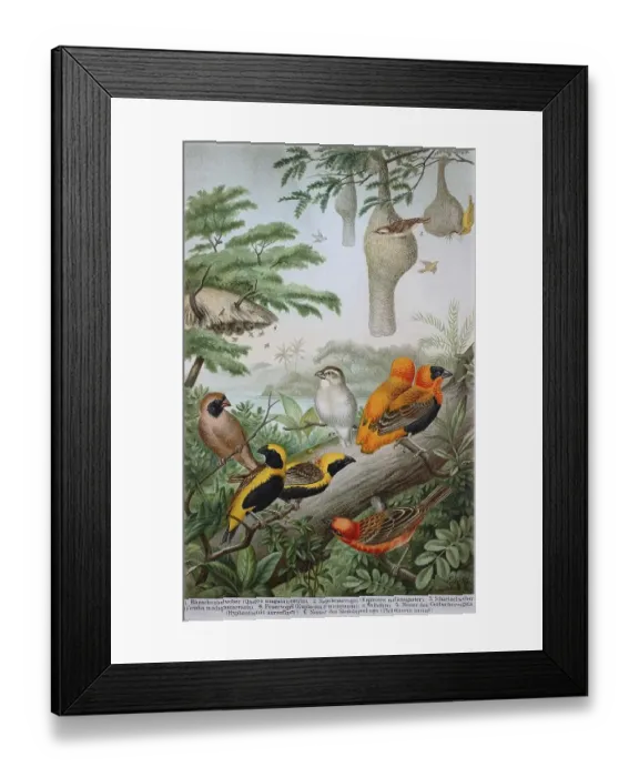 Framed Print : Historical image of various weavers or weaver birds