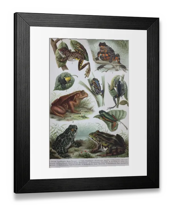 Framed Print : Historical image of various frogs and toads Framed Print : Historical image of various frogs and toads