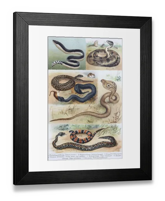 Framed Print : Historisches Bild von verschiedenen Giftschlangen: (Pelamis bicolor) (Crotalus) durissus Framed Print : Historisches Bild von verschiedenen Giftschlangen: (Pelamis bicolor) (Crotalus) durissus