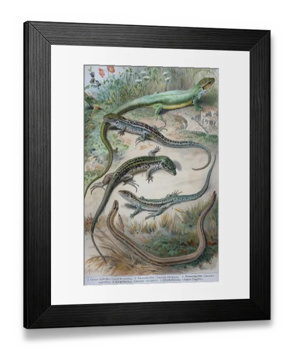 Framed Print : Historisches Bild von verschiedenen Eidechsen: (Lacerta viridis)