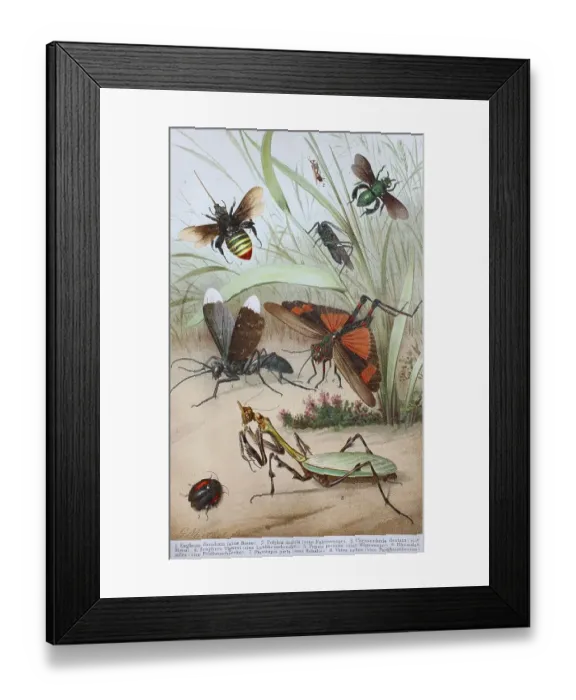 Framed Print : Historical picture of various insects: Euglossa dimidiata Framed Print : Historical picture of various insects: Euglossa dimidiata