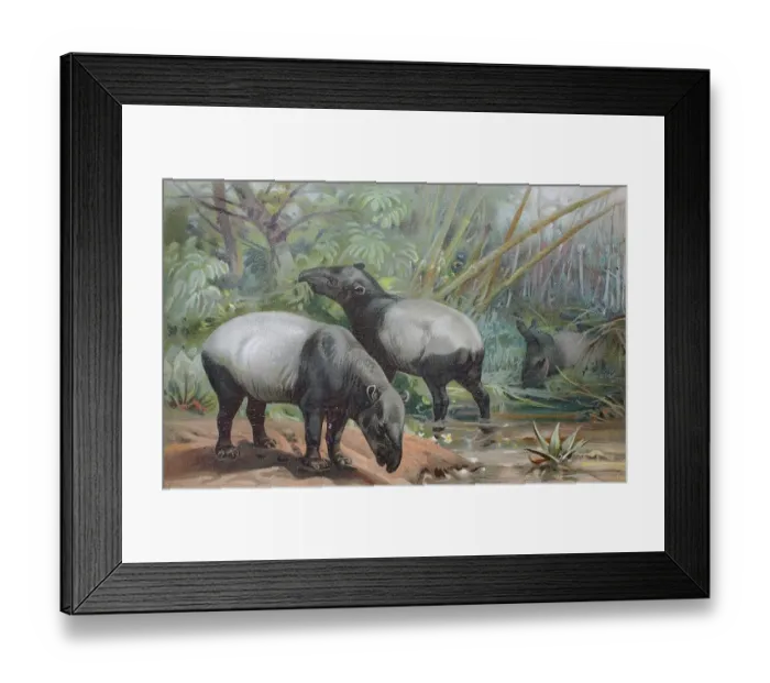 Framed Print : Historical image of the Malayan Tapir (Tapirus indicus)