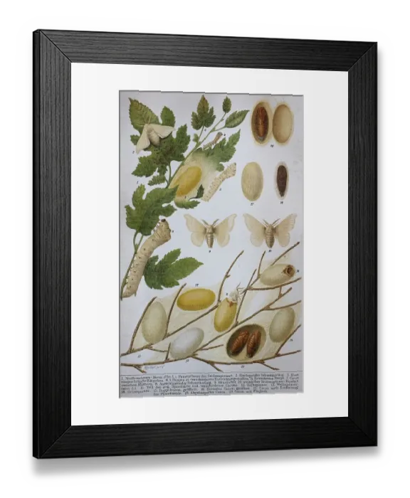 Framed Print : Historical image of sericulture or silk farming Framed Print : Historical image of sericulture or silk farming