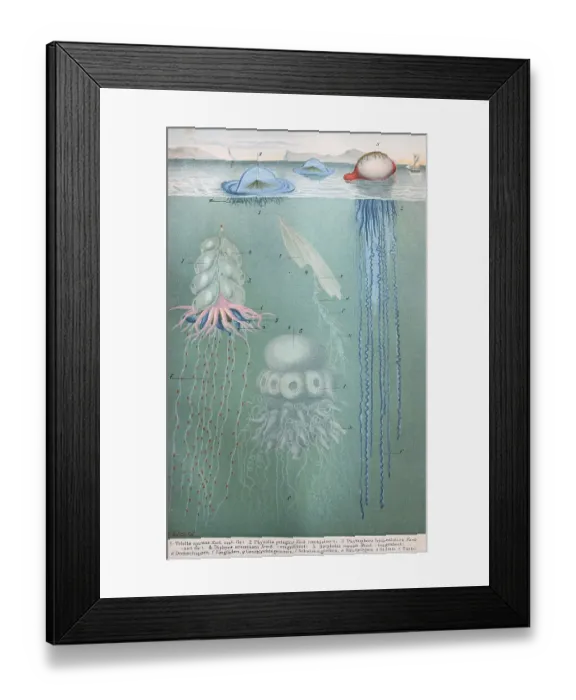 Framed Print : Historical image of various jellyfish Framed Print : Historical image of various jellyfish