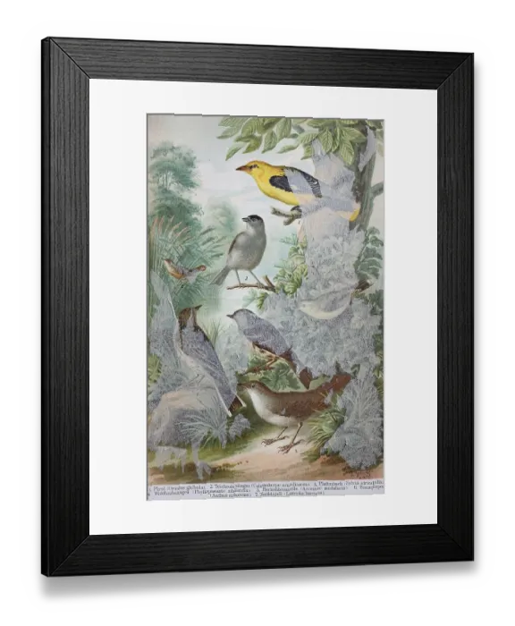 Framed Print : Historisches Bild von verschiedenen Singvoegeln: Oriolus galbula