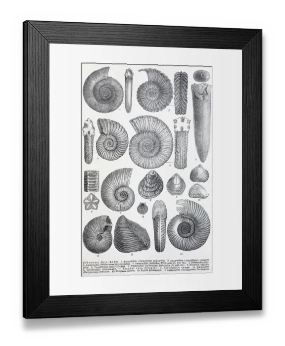 Framed Print : Historical image of various remains from the Mesozoic (Earth's Middle Ages)
