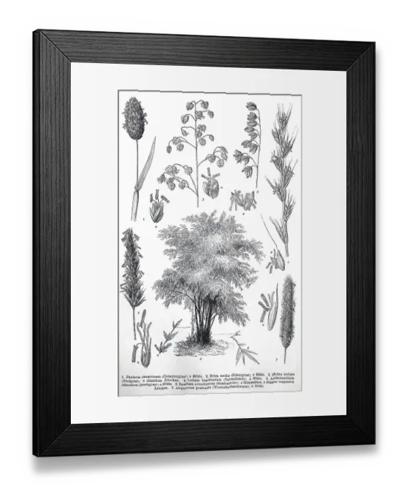Framed Print : Historisches Bild verschiedener Poaceae oder (Gramineae) Framed Print : Historisches Bild verschiedener Poaceae oder (Gramineae)