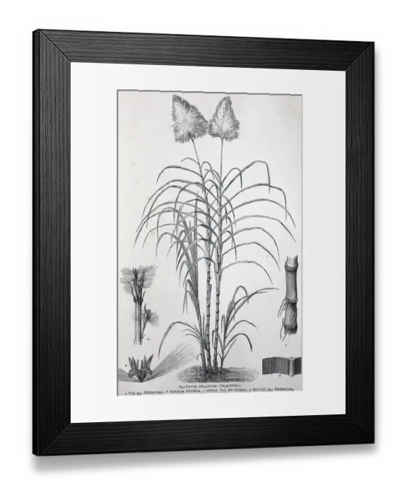 Framed Print : Historisches Bild verschiedener Poaceae oder (Gramineae) Framed Print : Historisches Bild verschiedener Poaceae oder (Gramineae)