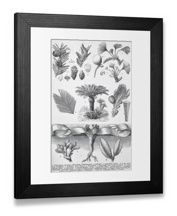 Framed Print : Historical image of various gymnosperms: Welwitschia mirabelis
