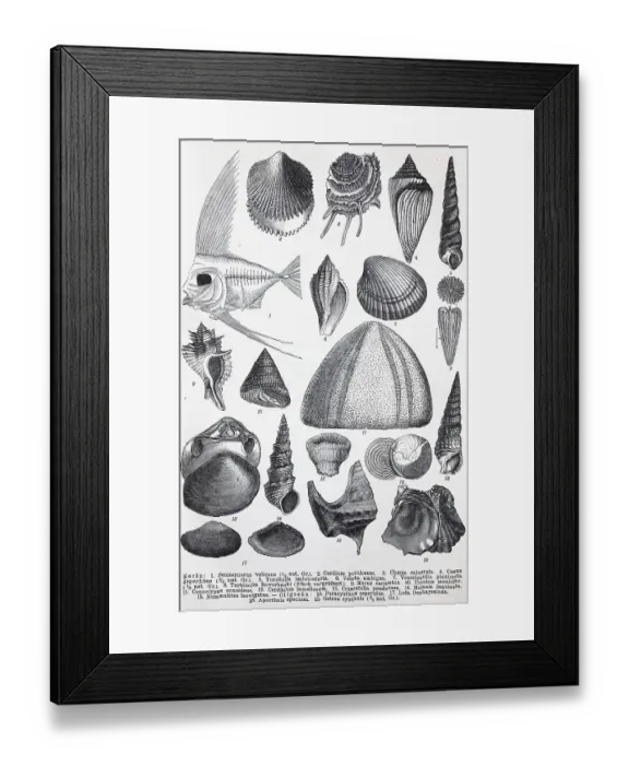 Framed Print : Historical image of various remains from the Tertiary period Framed Print : Historical image of various remains from the Tertiary period
