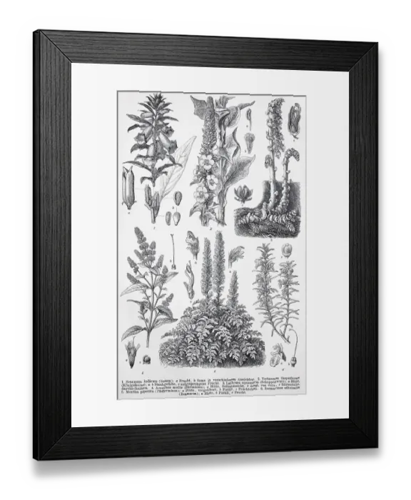 Framed Print : Historisches Bild verschiedener Dikotyledonen