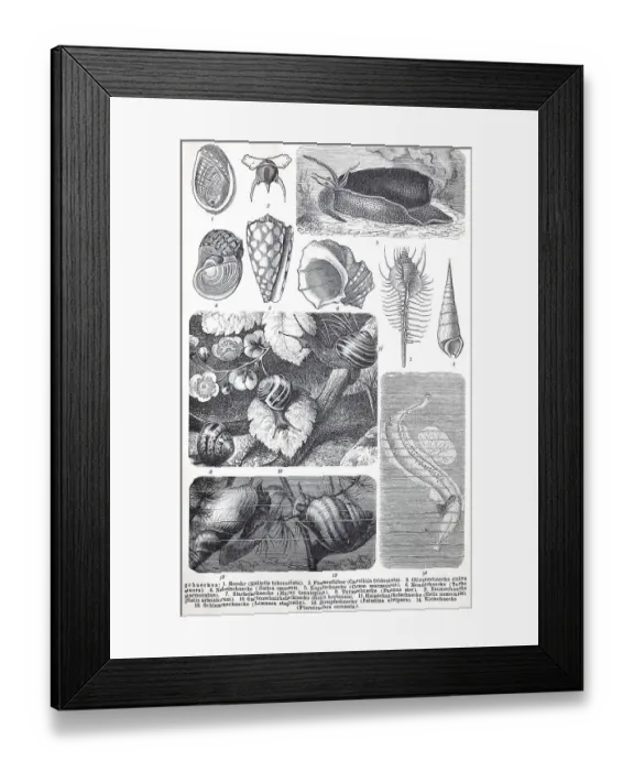 Framed Print : Historical images of various species of molluscs or molluscs