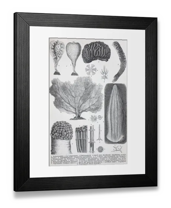 Framed Print : Historical images of various Coelenterata Framed Print : Historical images of various Coelenterata