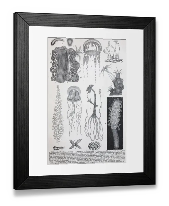 Framed Print : Historical images of various Coelenterata