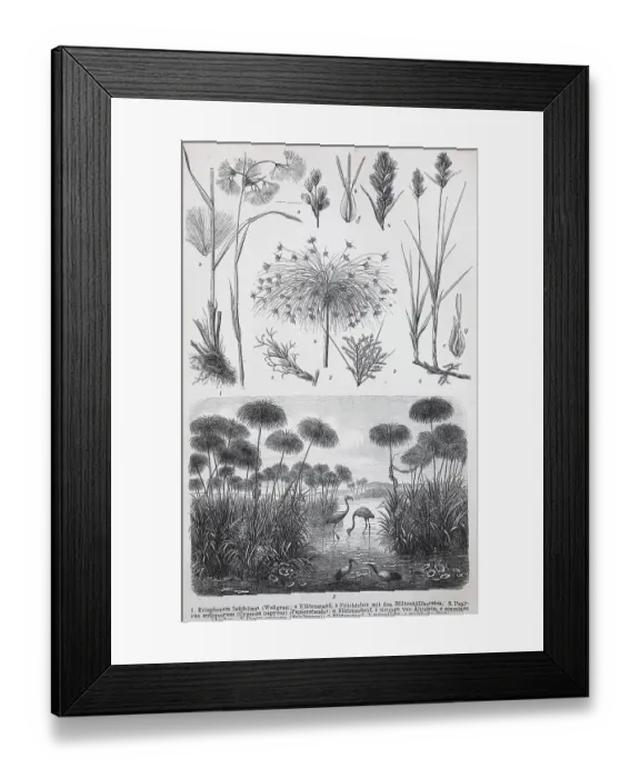 Framed Print : Historische Bilder verschiedener Monokotyledonen