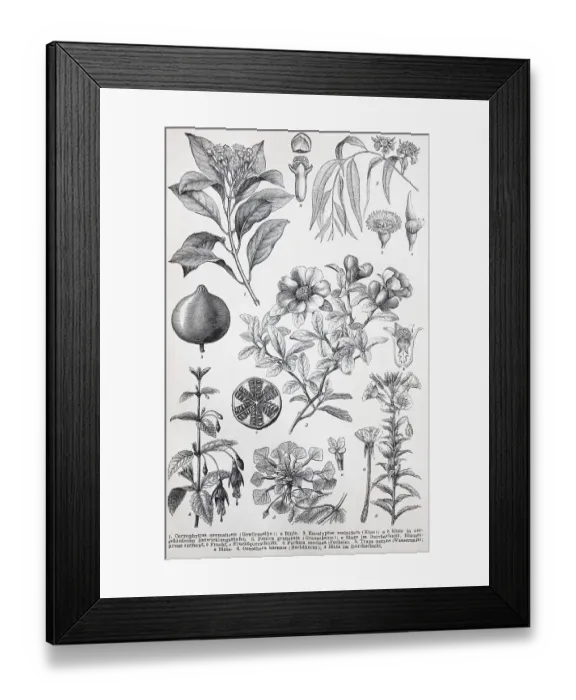 Framed Print : Historische Bilder von verschiedenen Myrtaceae oder Myrtengewaechsen: Caryophyllus aromaticus Framed Print : Historische Bilder von verschiedenen Myrtaceae oder Myrtengewaechsen: Caryophyllus aromaticus