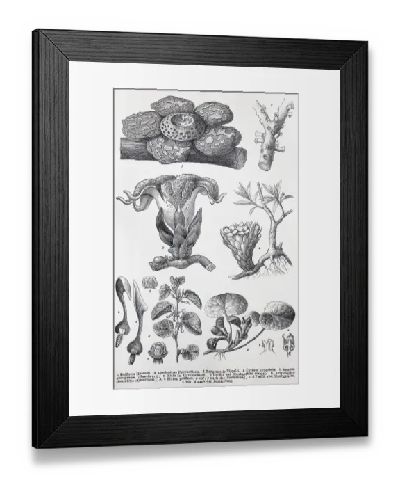 Framed Print : Historische Abbildungen verschiedener zweikeimblaettriger Pflanzen