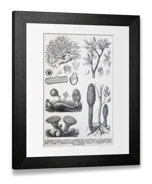 Framed Print : Historische Abbildungen verschiedener zweikeimblaettriger Pflanzen Framed Print : Historische Abbildungen verschiedener zweikeimblaettriger Pflanzen