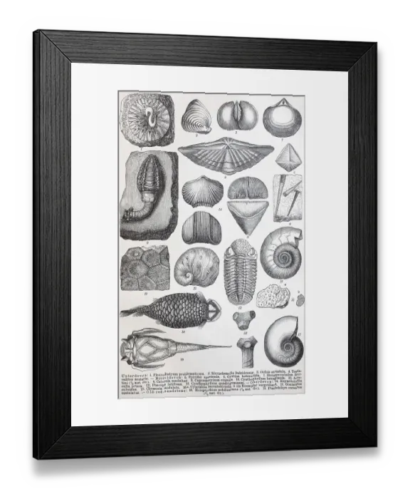 Framed Print : Historical images of various remains from the Palaeozoic