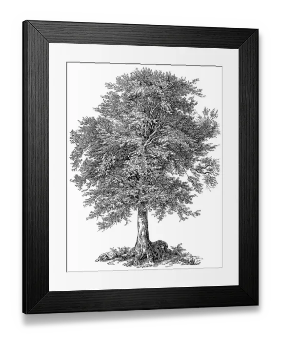 Framed Print : the copper beech (Fagus sylvatica) or common beech Framed Print : the copper beech (Fagus sylvatica) or common beech
