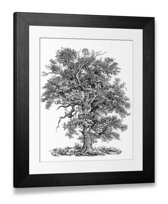 Framed Print : Known as English oak (Quercus robur)