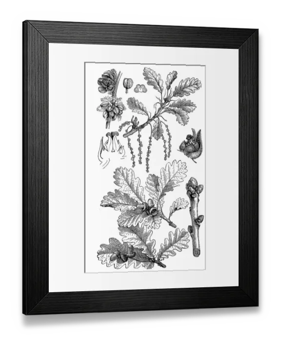 Framed Print : Known as English oak (Quercus robur)